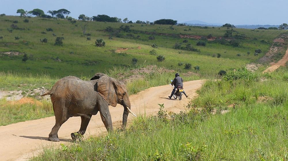 Elefantenbulle und Motorradfahrer - Uganda - Flora und Fauna