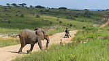 Elefantenbulle und Motorradfahrer - Uganda - Flora und Fauna