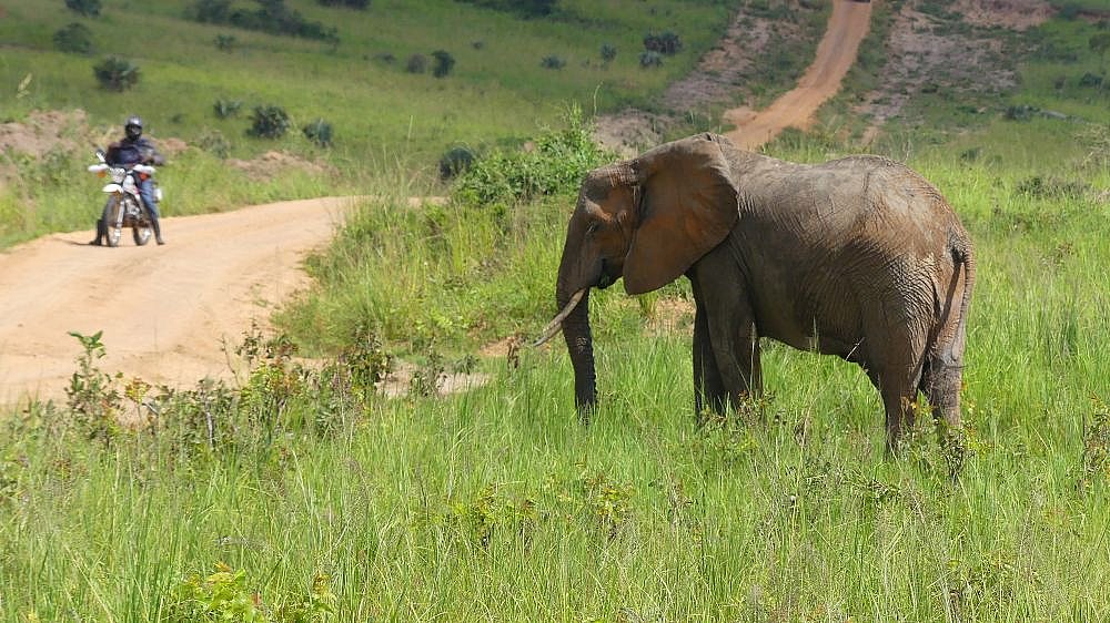 Elefantenbulle in Lauerstellung - Uganda - Flora und Fauna