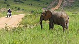Elefantenbulle in Lauerstellung - Uganda - Flora und Fauna