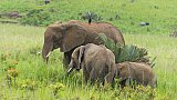 Elefanten im Murchison Falls Nationalpark - Uganda - Flora und Fauna