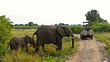 Elefanten-Mama mit Baby - Uganda - Flora und Fauna