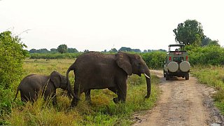 Elefanten-Mama mit Baby - Uganda - Flora und Fauna