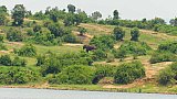 Elefant am Kazinga Kanal - Uganda - Flora und Fauna