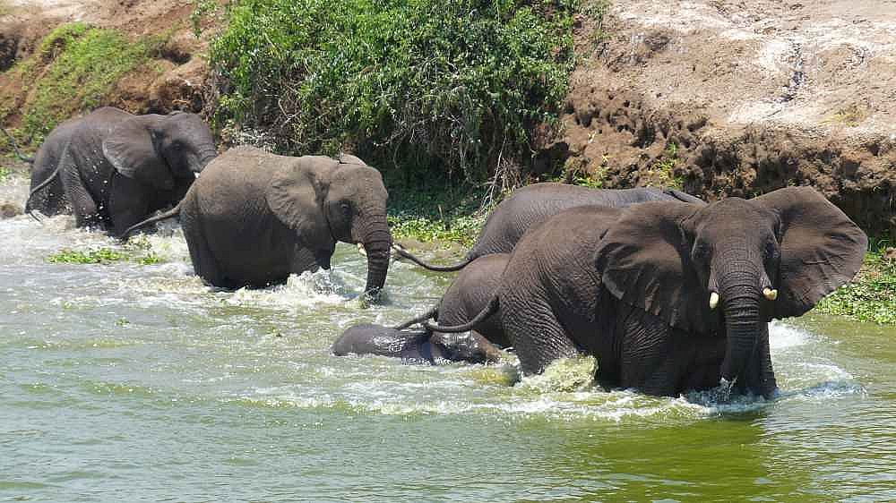 Elefanten am Kazinga Kanal - Uganda - Flora und Fauna