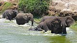 Elefanten am Kazinga Kanal - Uganda - Flora und Fauna