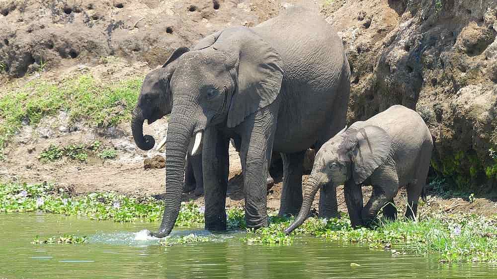 Elefanten am Kazinga Kanal - Uganda - Flora und Fauna