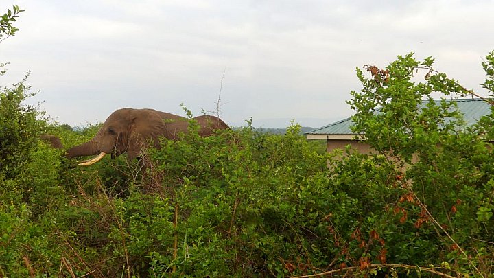 Elefant im Garten - Uganda - Flora und Fauna