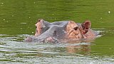 Flusspferd im Murchison Falls Nationalpark - Uganda - Flora und Fauna