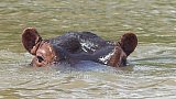 Flusspferd im Nil im Murchison Falls Nationalpark - Uganda - Flora und Fauna