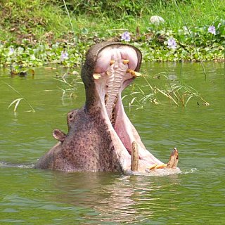 G&auml;hnendes Flusspferd im Murchison Falls Nationalpark - Uganda - Flora und Fauna