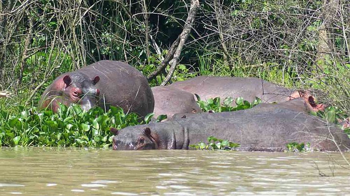 Hippos - Flusspferde am Ufer des Nils - Uganda - Flora und Fauna