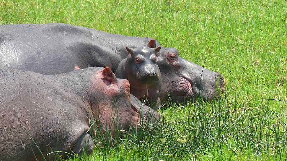 Flusspferde am Ufer des Kazinga Kanals - Uganda - Flora und Fauna