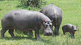 Flusspferde auf dem Weg ins Wasser - Uganda - Flora und Fauna