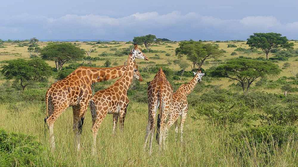 Giraffen im Murchison Falls Nationalpark - Uganda - Flora und Fauna