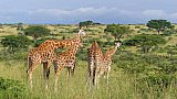 Giraffen im Murchison Falls Nationalpark - Uganda - Flora und Fauna
