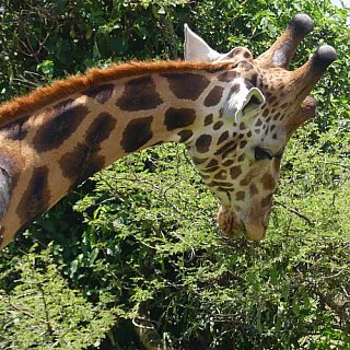 Giraffe auf Futtersuche - Uganda - Flora und Fauna
