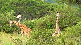 Giraffen im Lake Mburo Nationalpark - Uganda - Flora und Fauna