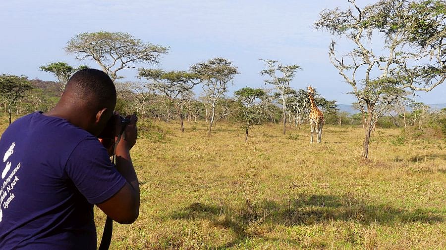 Giraffen im Lake Mburo Natinoalpark - Uganda - Flora und Fauna