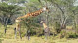Giraffen-Mama mit Kalb im Lake Mburo Nationalpark - Uganda - Flora und Fauna