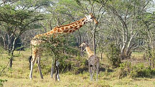 Giraffen-Mama mit Kalb im Lake Mburo Nationalpark - Uganda - Flora und Fauna