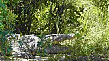 Krokodil am Ufer des Nils - Uganda - Flora und Fauna