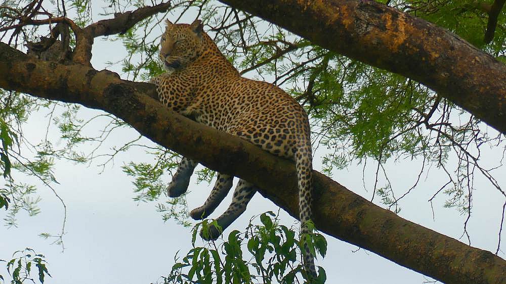 Leopard im Murchison Falls Nationalpark - Uganda - Flora und Fauna