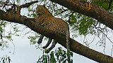 Leopard im Murchison Falls Nationalpark - Uganda - Flora und Fauna