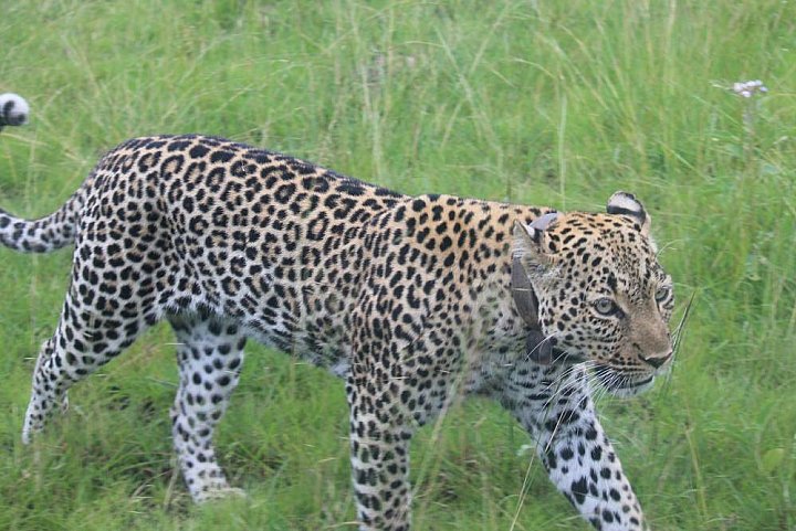 Leopardin im Queen Elizabeth Nationalpark - Uganda - Flora und Fauna