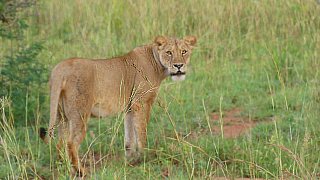 L&ouml;win im Murchison Falls Nationalpark - Uganda - Flora und Fauna
