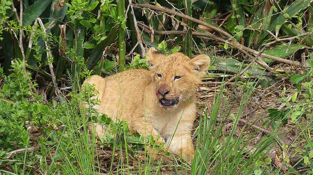 L&ouml;wen-Baby im Murchison Falls Nationalpark - Uganda - Flora und Fauna