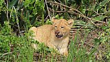 L&ouml;wen-Baby im Murchison Falls Nationalpark - Uganda - Flora und Fauna