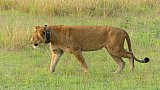 L&ouml;win mit Funksender im Queen Elizabeth Nationalpark - Uganda - Flora und Fauna