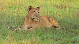 L&ouml;win im Gras - Uganda - Flora und Fauna