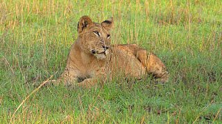 L&ouml;win im Gras - Uganda - Flora und Fauna