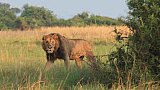 L&ouml;wen-M&auml;nnchen Mike ist der Boss - Uganda - Flora und Fauna