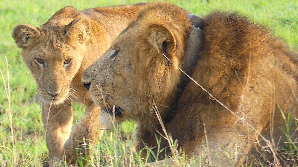 Z&auml;rtliche Blicke unter L&ouml;wen - Uganda - Flora und Fauna
