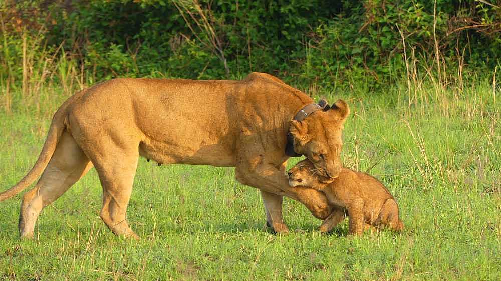 L&ouml;wen-Mama mit Baby - Uganda - Flora und Fauna