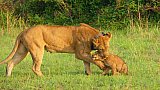 L&ouml;wen-Mama mit Baby - Uganda - Flora und Fauna
