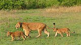 L&ouml;wen-Mama mit zwei Babys - Uganda - Flora und Fauna