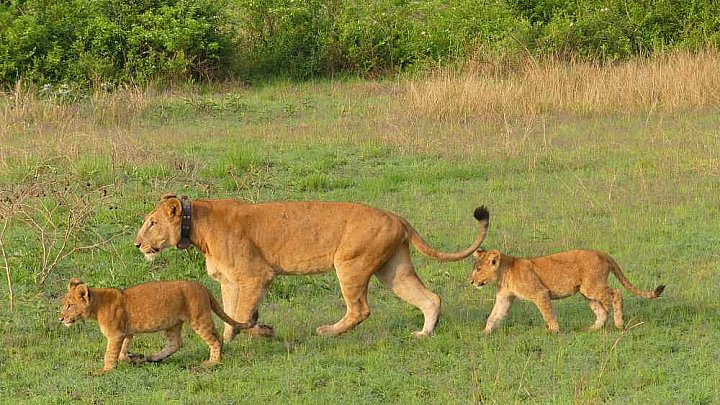 L&ouml;wen-Mama mit zwei Babys - Uganda - Flora und Fauna