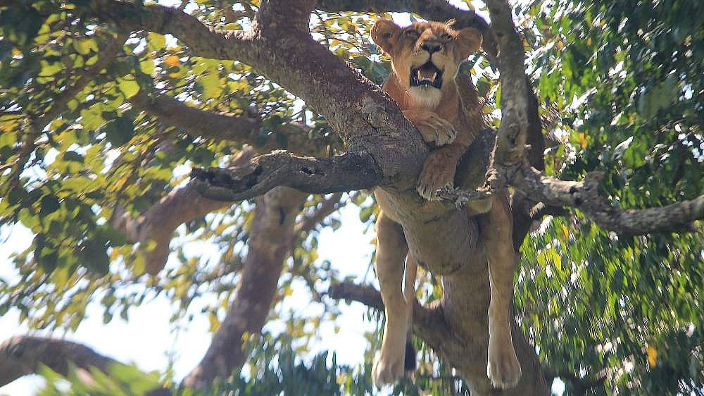 L&ouml;win im Baum - Uganda - Flora und Fauna