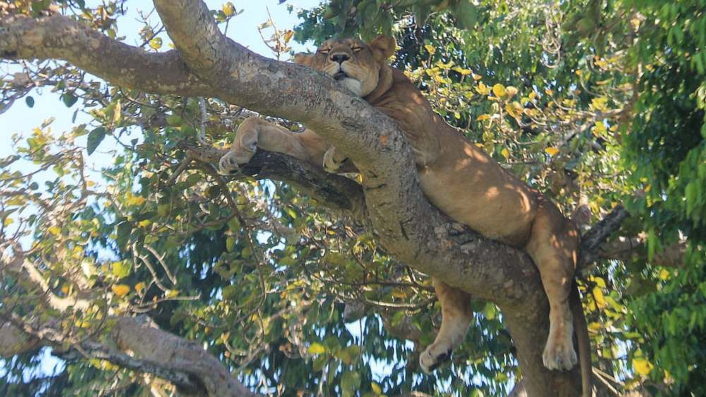 L&ouml;win beim Nickerchen im Baum - Uganda - Flora und Fauna
