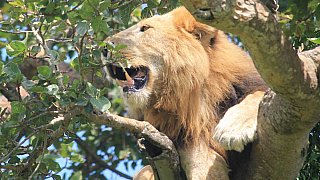 L&ouml;we zur Mittags-Siesta im Baum - Uganda - Flora und Fauna