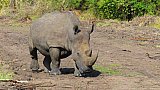 Rhino im Ziwa Rhino Sanctuary - Uganda - Flora und Fauna