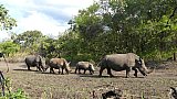 Rhinos auf dem Weg zum Schlammloch - Uganda - Flora und Fauna