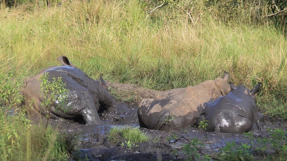 Abendliches Rhino-Schlammbad - Uganda - Flora und Fauna