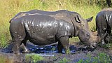 Rhino nach dem Schlammbad - Uganda - Flora und Fauna