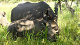 Rhino-Mutter mit Baby im Ziwa Rhino Sanctuary - Uganda - Flora und Fauna