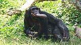 Schimpanse im Zoo von Entebbe - Uganda - Flora und Fauna